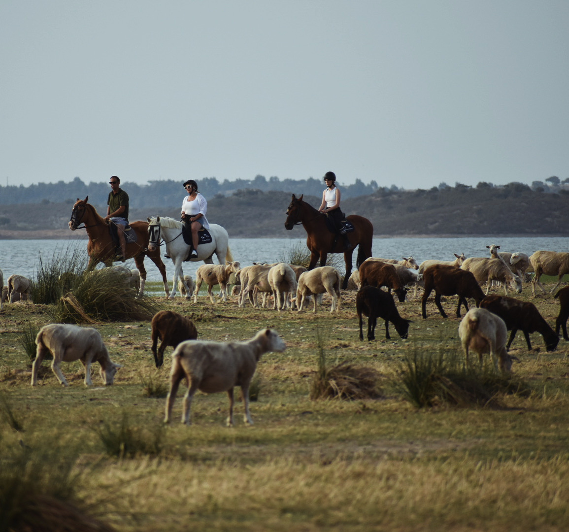 Cavalos em passeio junto ao Alqueva