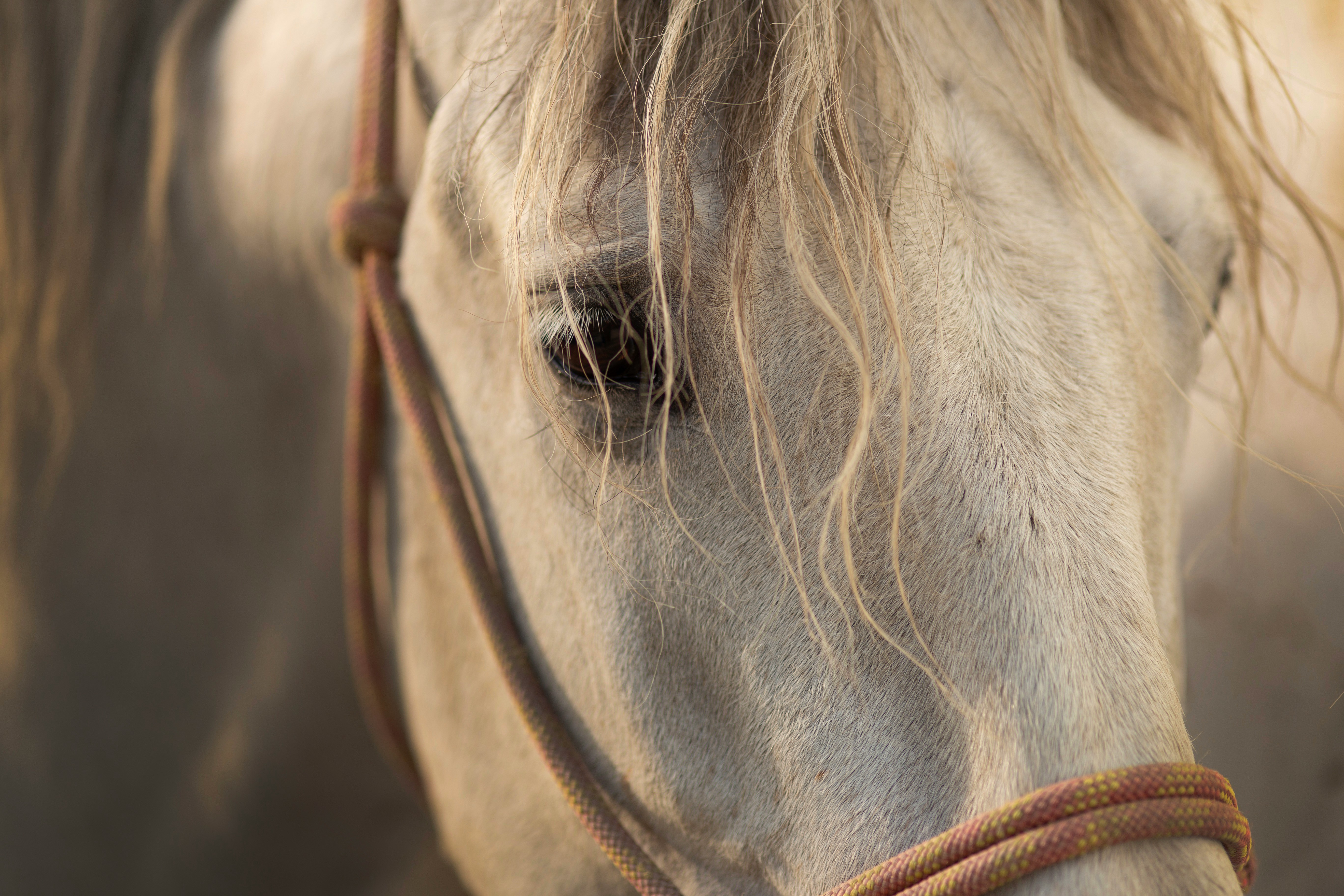 Cavalo em enquadramento natural entre vegetação e luz suave